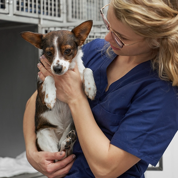 Animal-rescue-volunteer-helping-pets