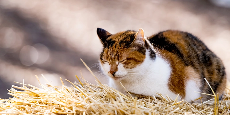 Outdoor cat sitting in a haystack