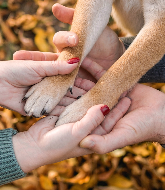 Person donating to pet charity