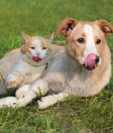 Rescue cat and dog adoption