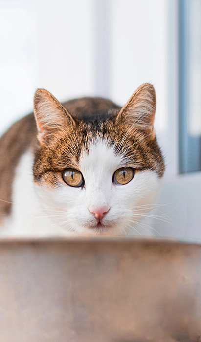 cat with curious face