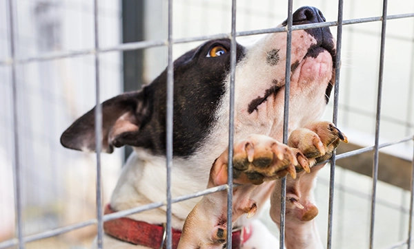 rescued dog in shelter cage