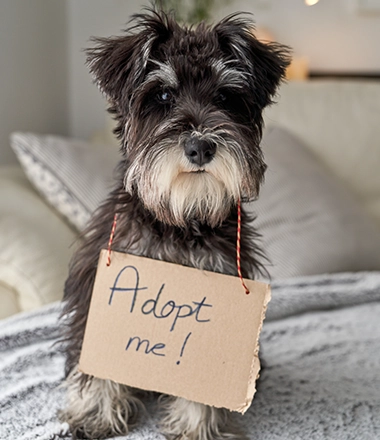 rescued pet adoption day