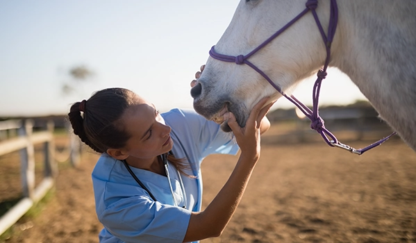 vet treating a rescued horse